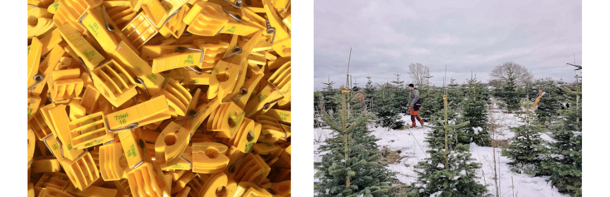 Vi passer selv alle vores juletræer.<br>